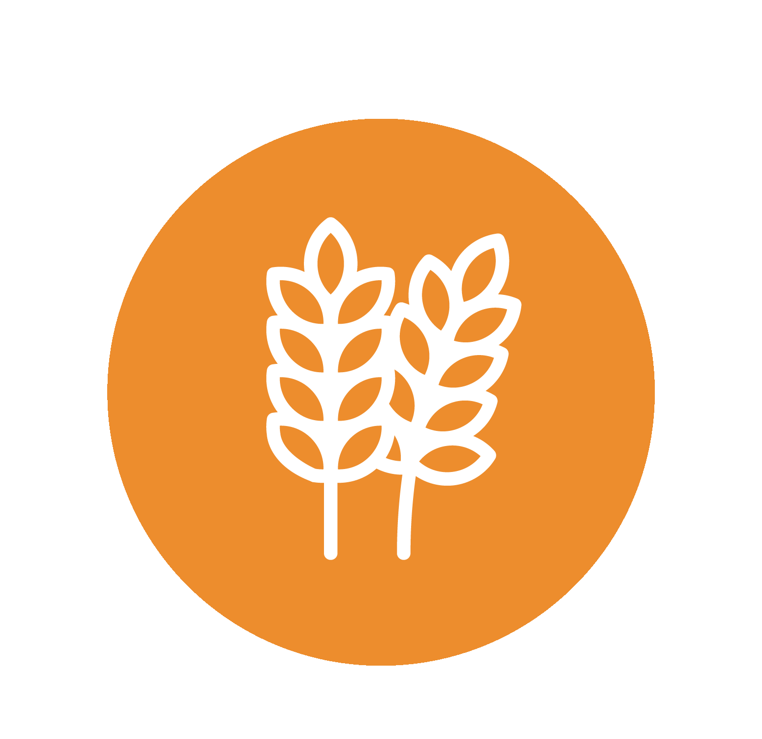 Glycemic Index Of Wheat